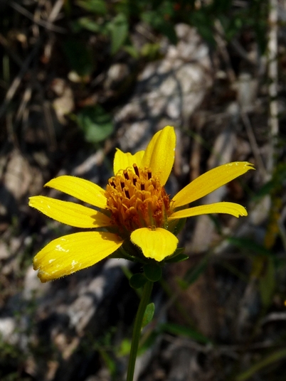 {Jamesianthus alabamensis}
